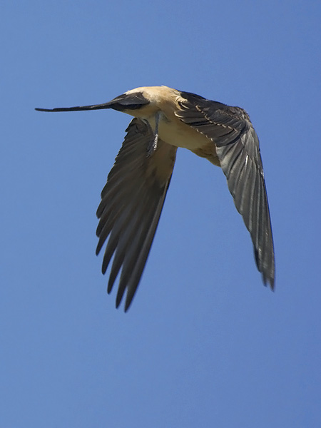 Ruostepääsky, Red-rumped Swallow, Cecropis daurica